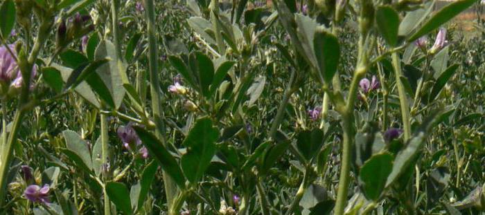 norma výsevu lucerny na 1 hektar ručně