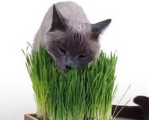 Tráva pro kočku - zdroj zdraví