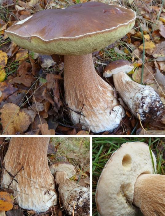 Gorchak: jaký druh houby je a může se jíst?